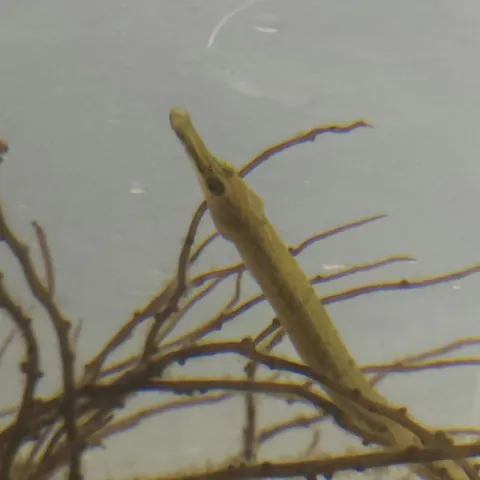Northern Pipefish
