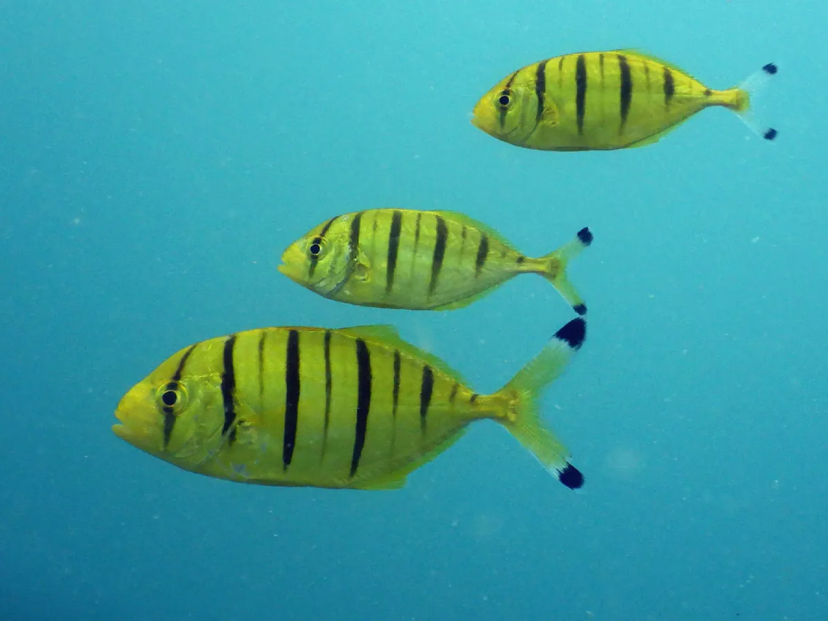 Golden trevally