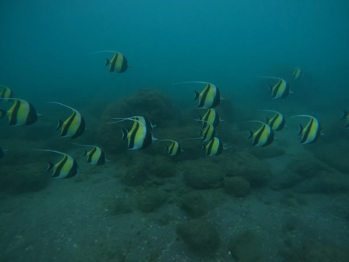 Moorish Idol