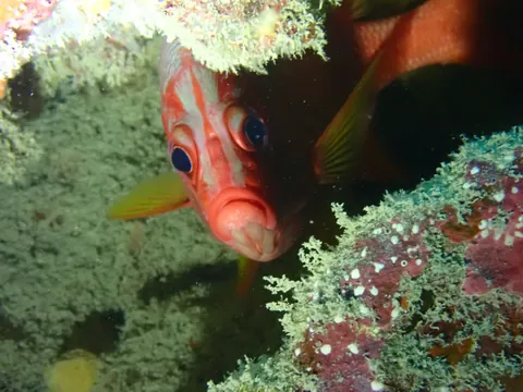 Sabre squirrelfish