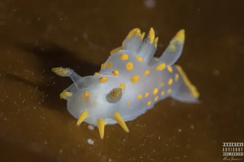 Four-lined Polycera
