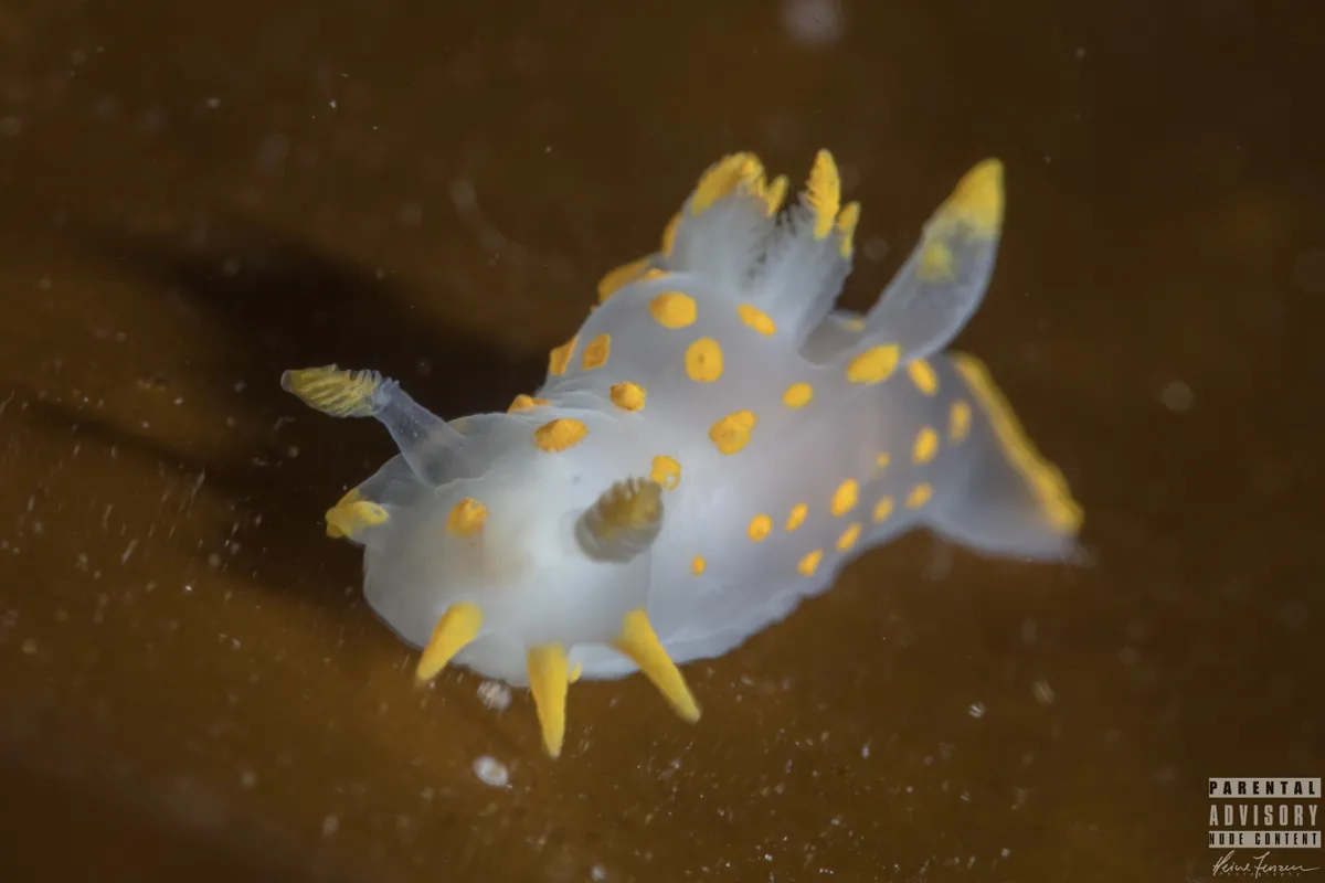 Four-lined Polycera
