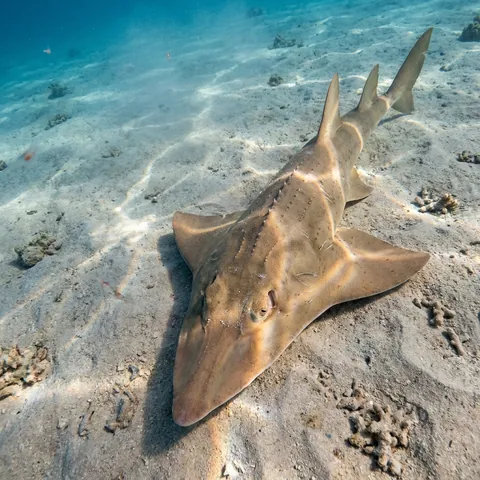 Halavi's Guitarfish
