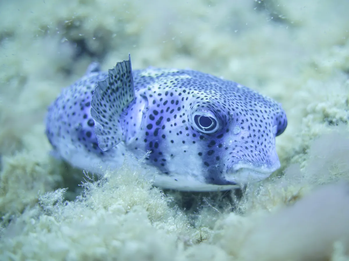 Spotfin burrfish