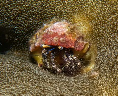 Hairy Red Hermit Crab