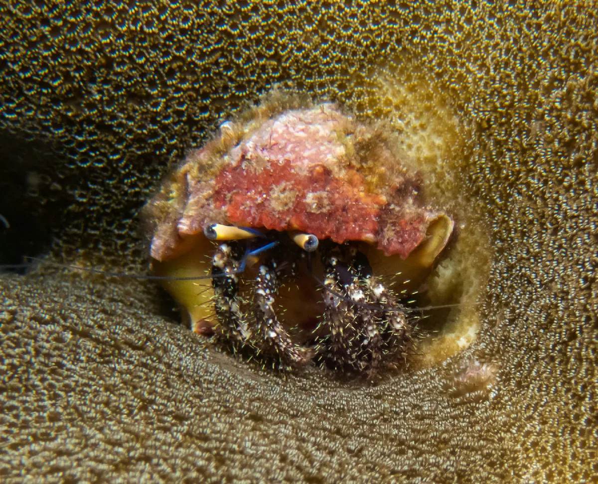 Hairy Red Hermit Crab