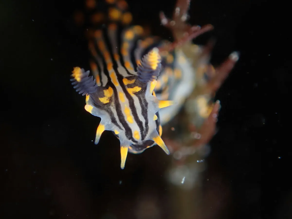 Sea slugs