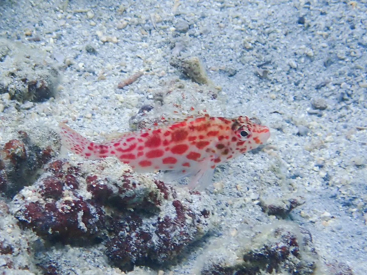Coral hawkfish