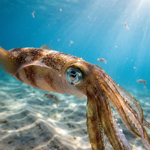 Longfin Inshore Squid