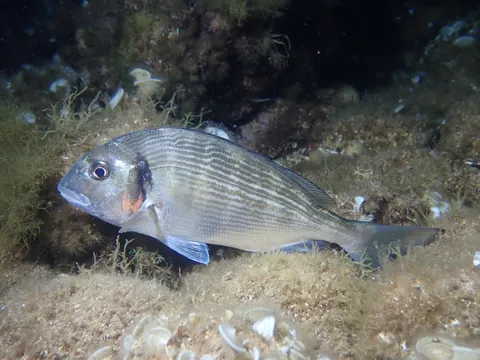 Gilthead seabream