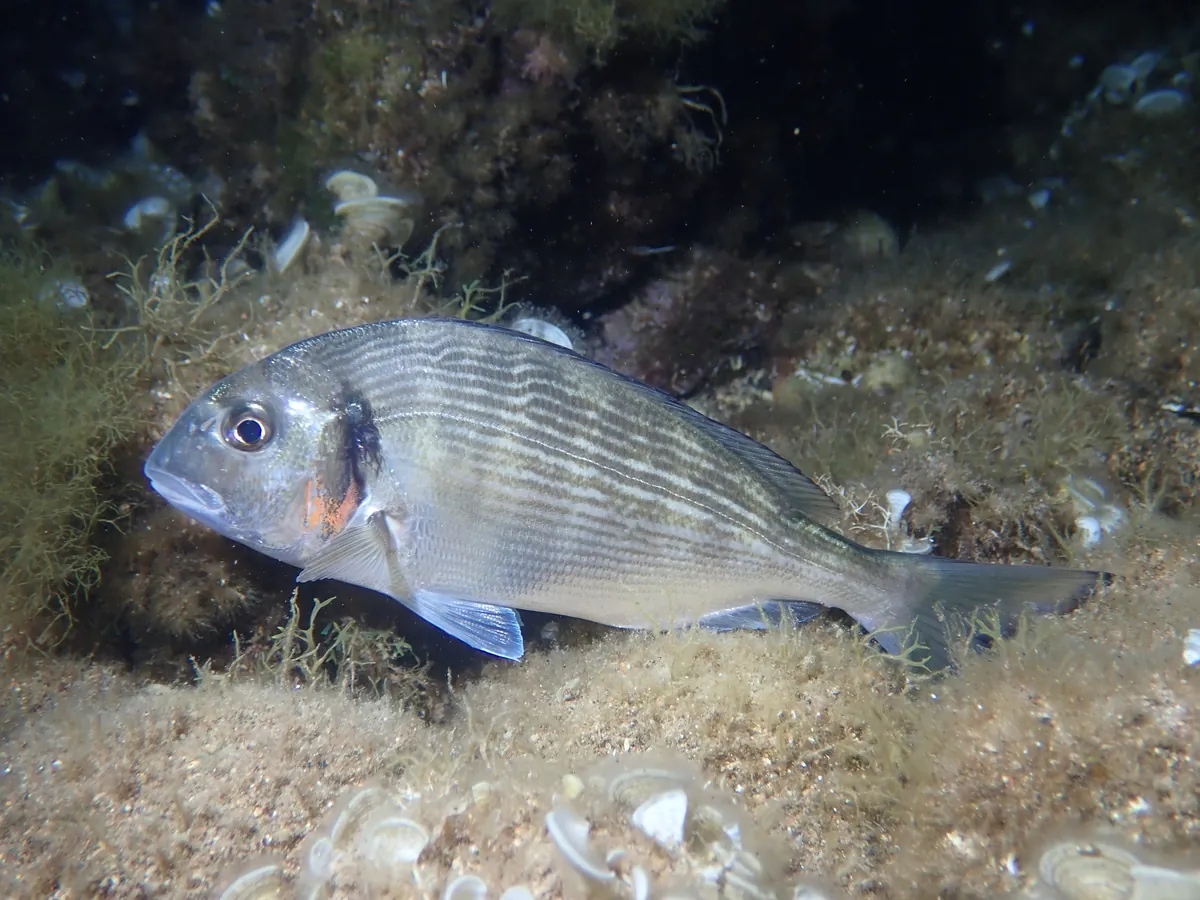 Gilthead seabream