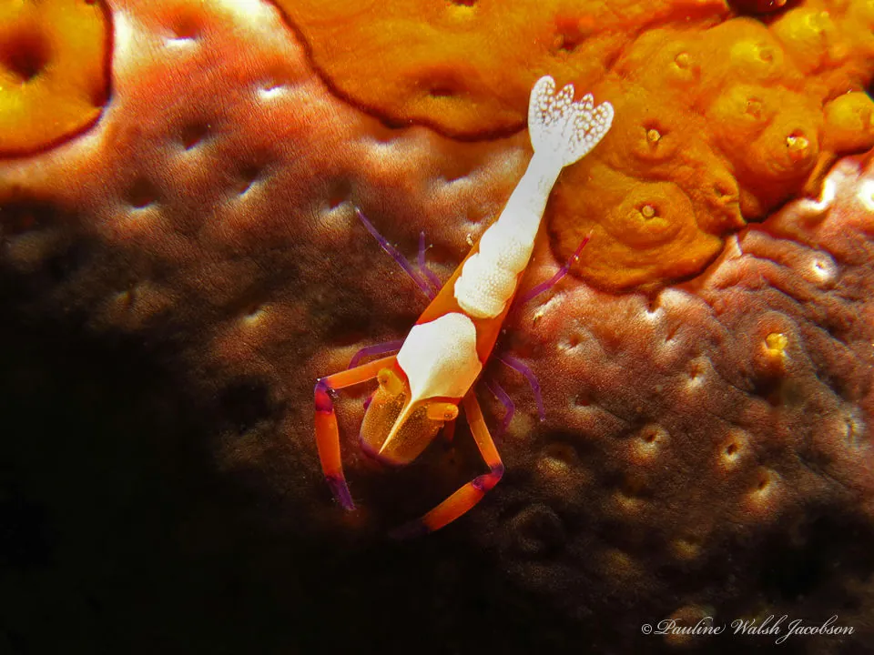 Emperor Shrimp