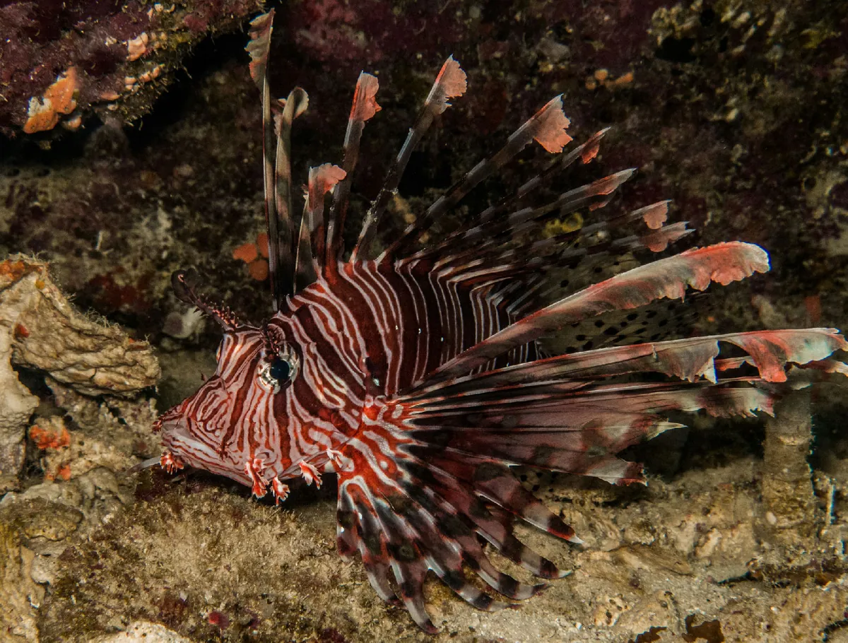 Red lionfish