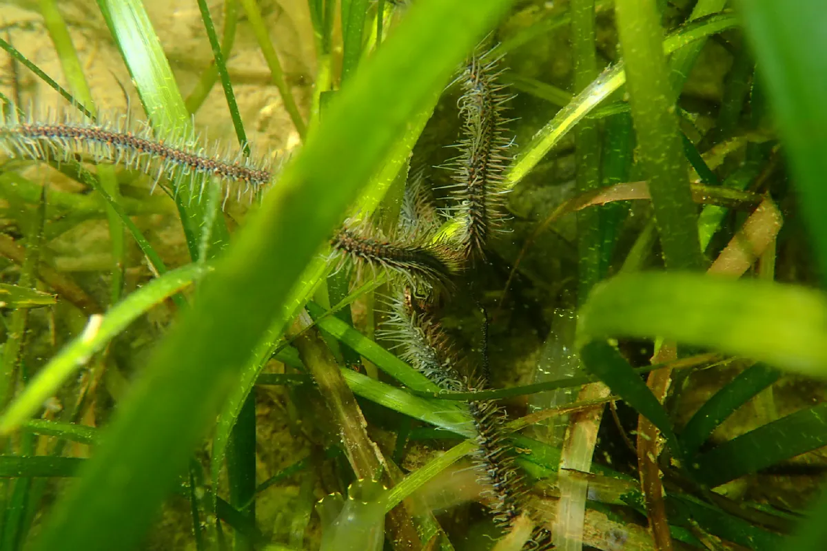 Common brittle star