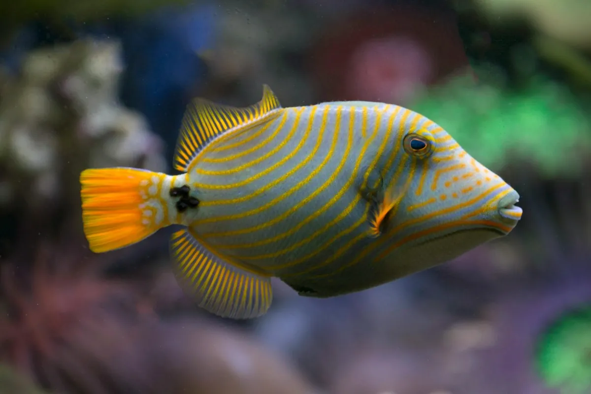 Triggerfish