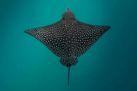 White-spotted Eagle Ray