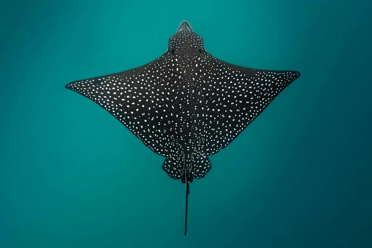 White-spotted Eagle Ray