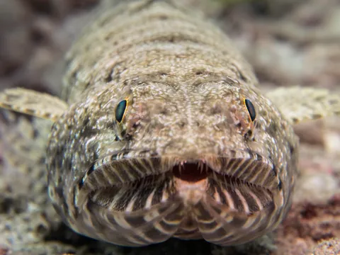 Gracile lizardfish
