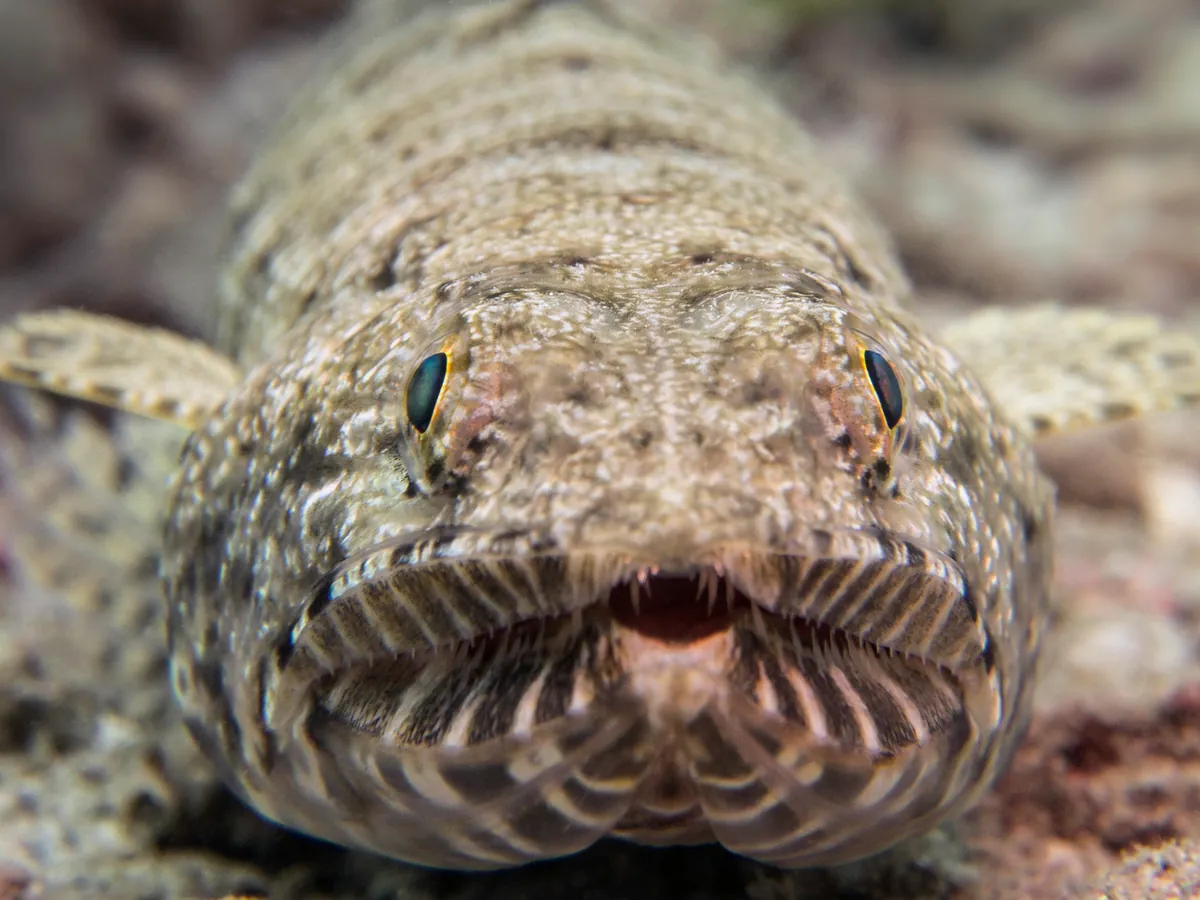 Gracile lizardfish