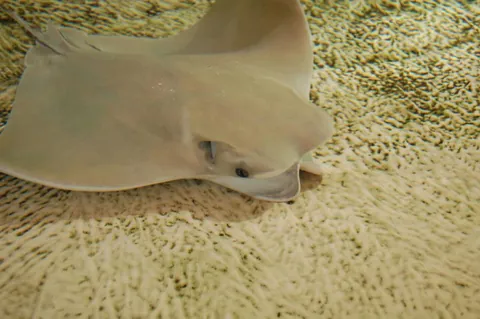 Cownose ray