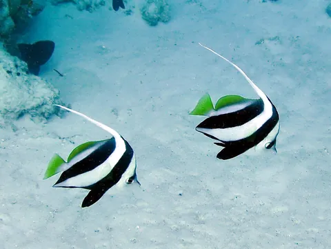 Pennant coralfish