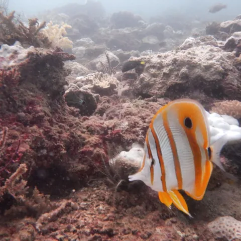 Copperband butterflyfish