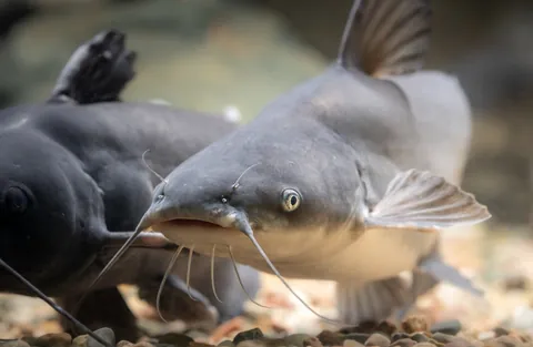 Catfish