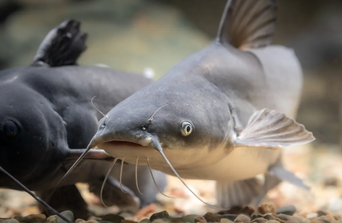 Catfish