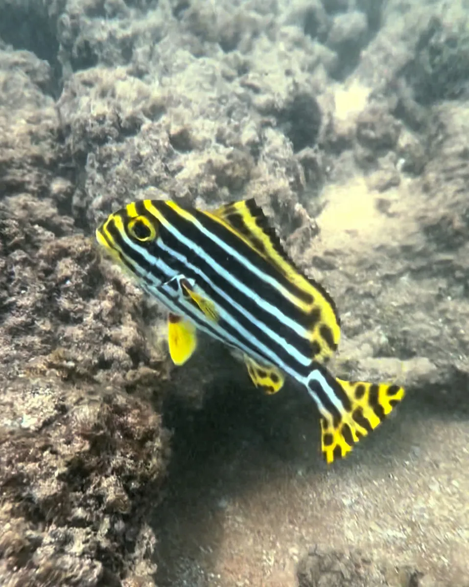 Oriental Sweetlips