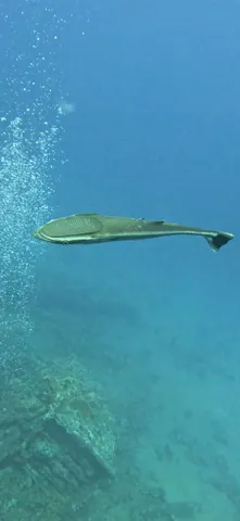 Common Remora