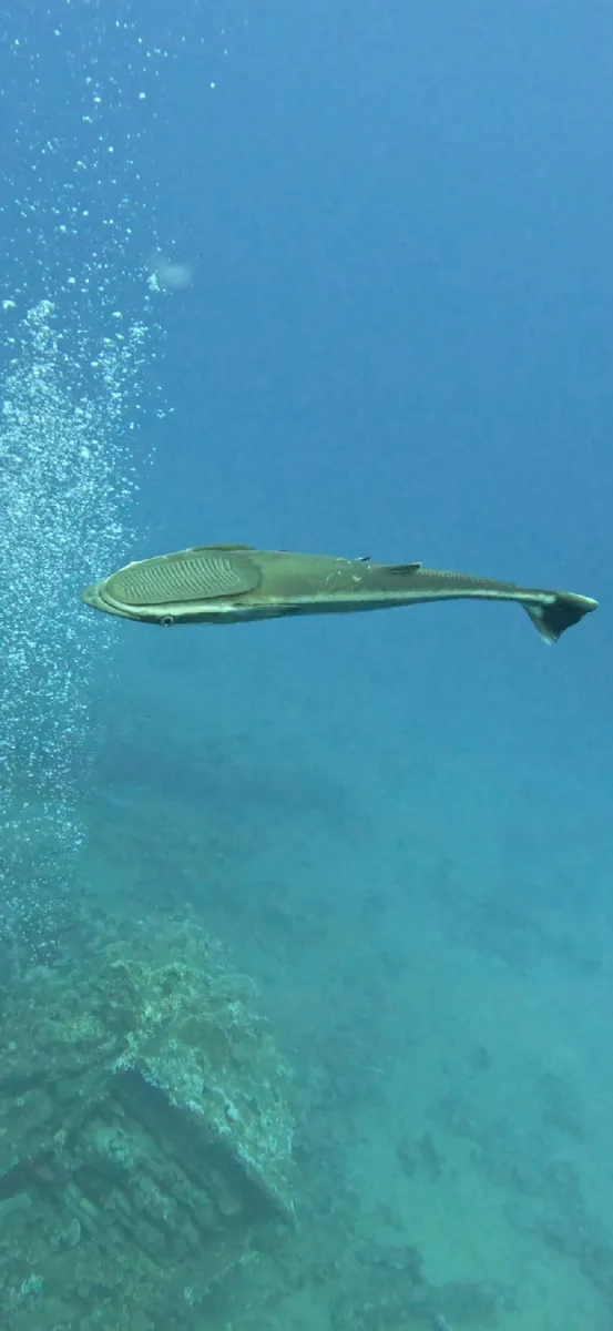Common Remora
