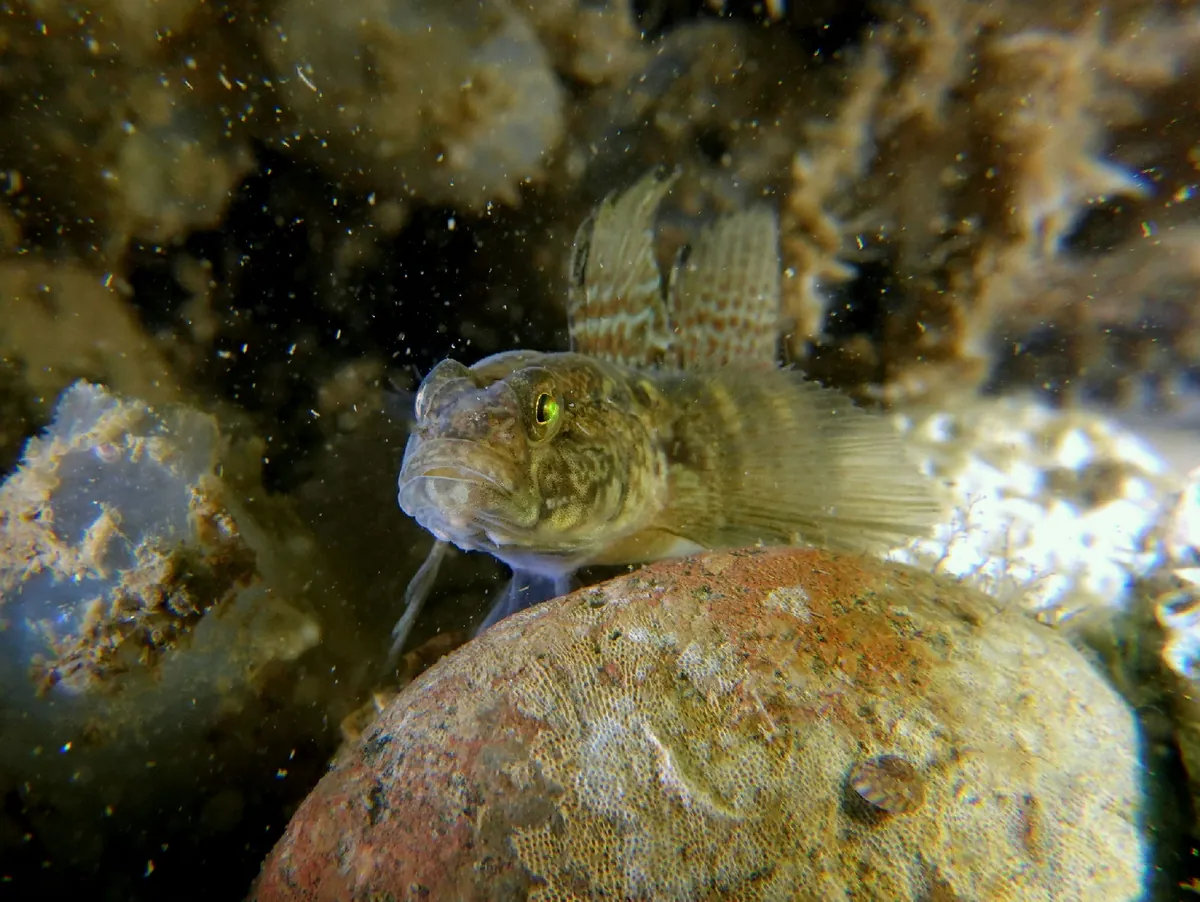Gudgeon