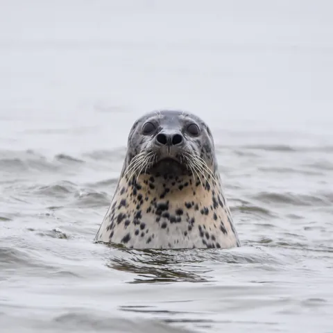 Harbor Seal