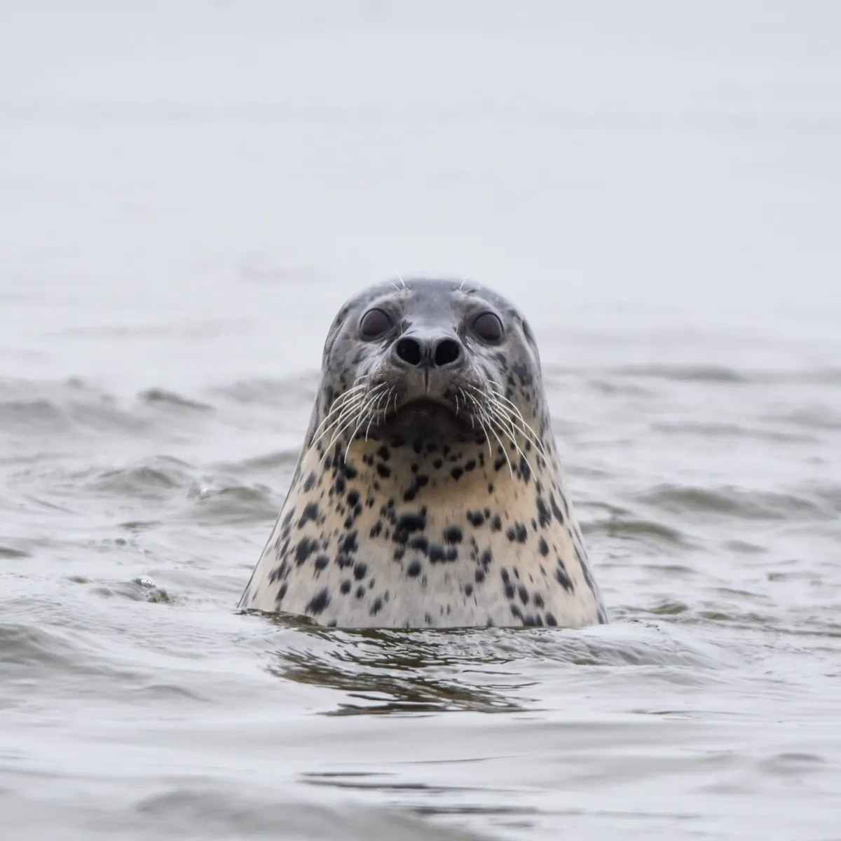 Harbor Seal