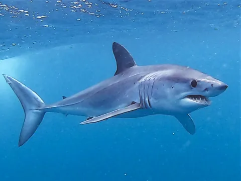 Mackerel sharks