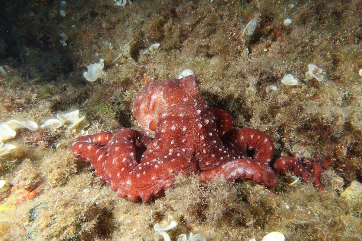 Atlantic White-spotted Octopus