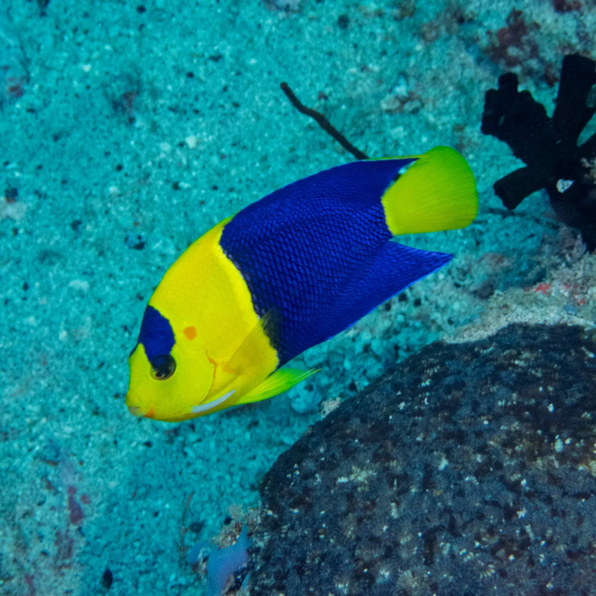 Bicolor angelfish