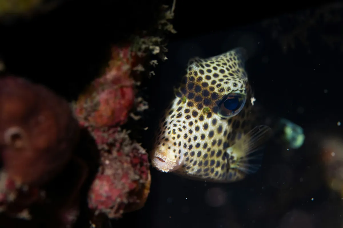 Spotted Trunkfish