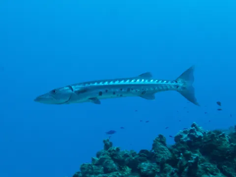 Great barracuda