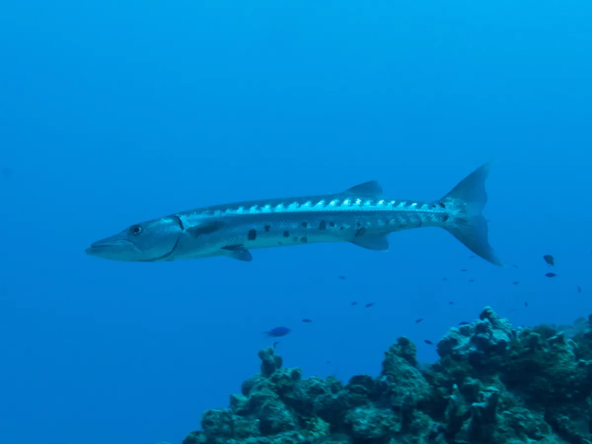 Great barracuda