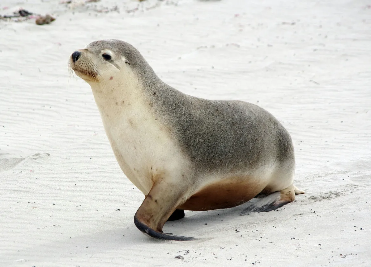 Australian Sea Lion