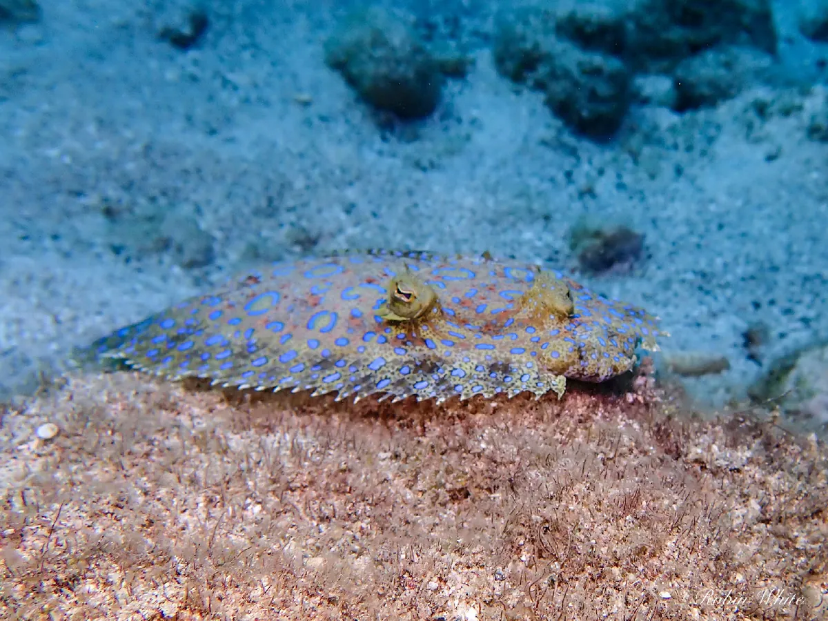 Plate fish