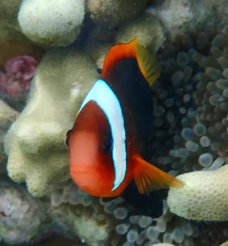 Fire clownfish