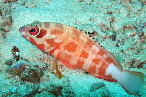 Blacktip grouper