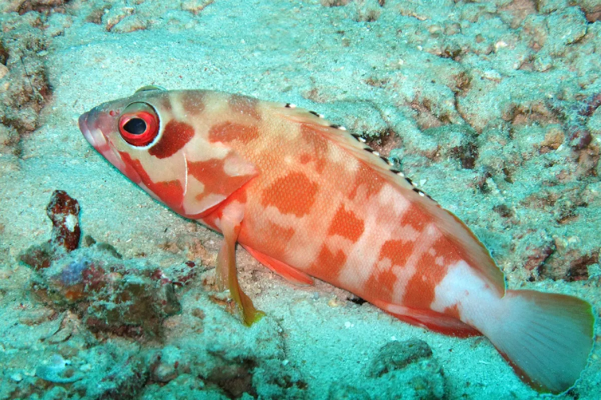 Blacktip grouper