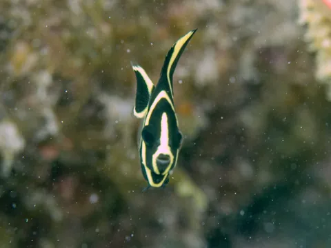 French Angelfish
