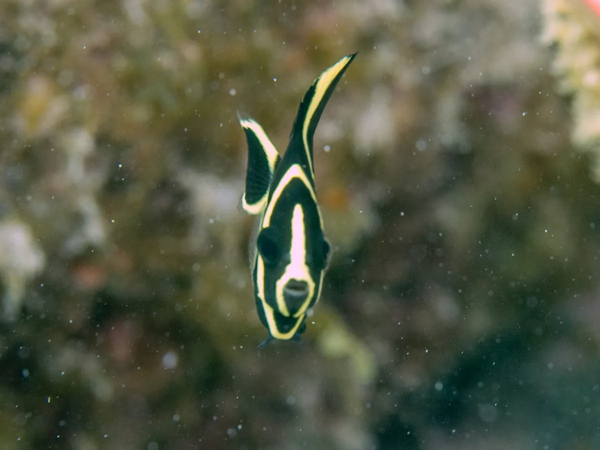 French Angelfish