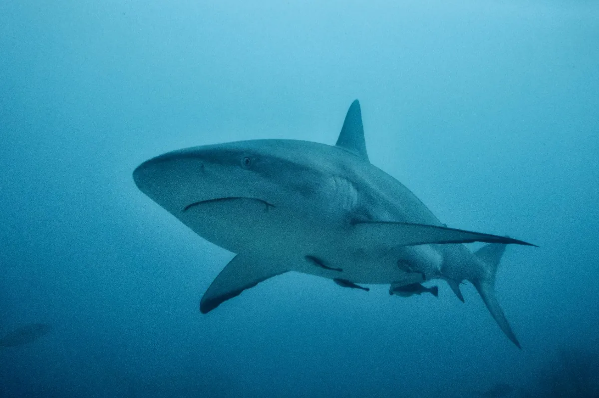 Bull shark