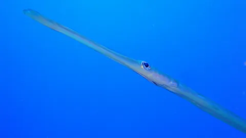 Trumpetfish