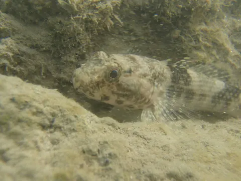 Frillfin Goby